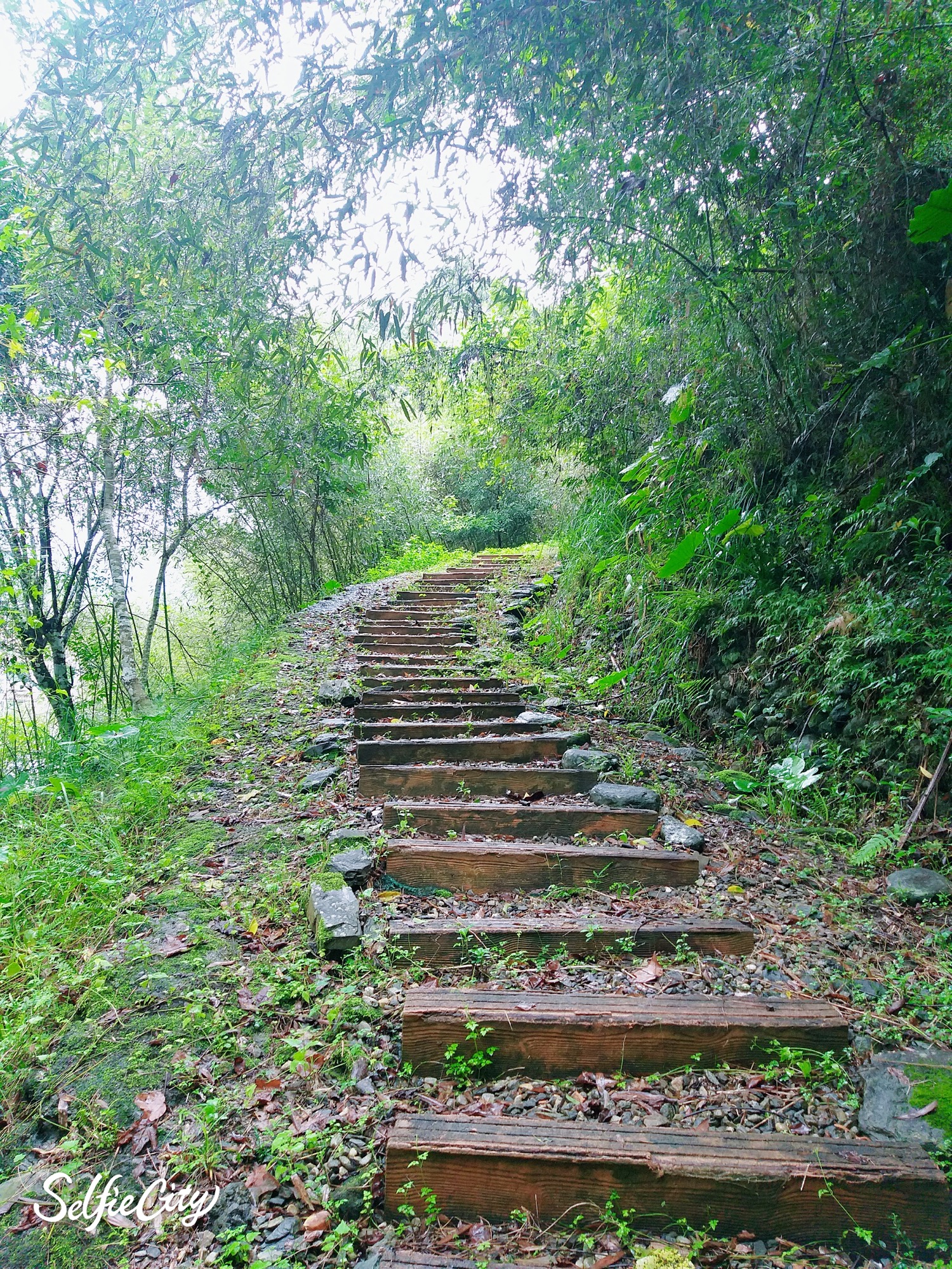 虎頭山步道 (1)